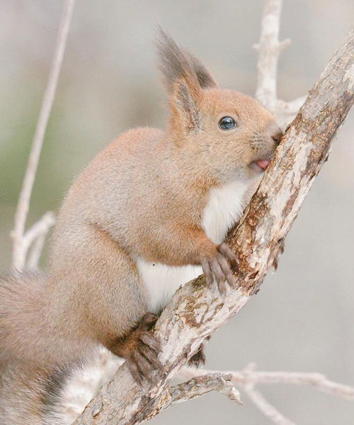 photo ecureuil roux hokkaido
