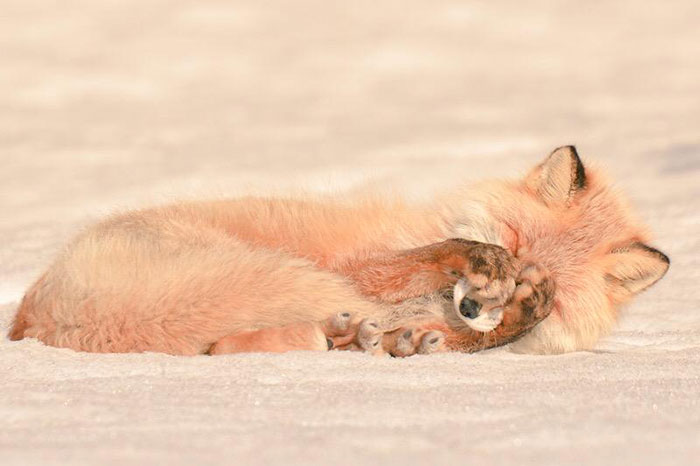 photo hokkaido animal renard roux