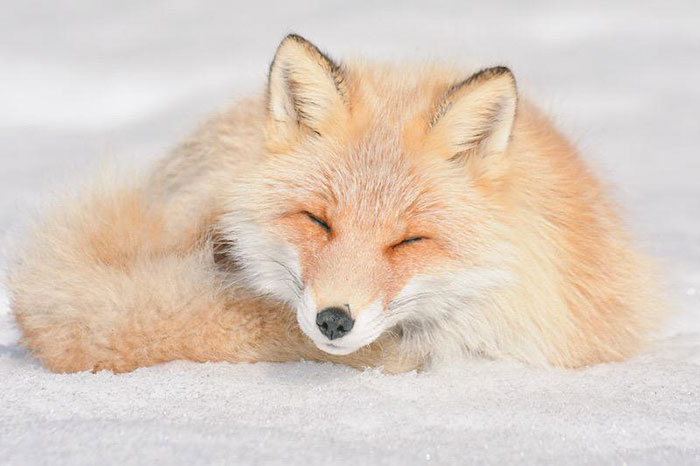 photo hokkaido japon renard roux
