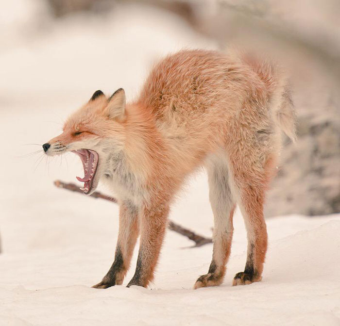 photo hokkaido renard roux