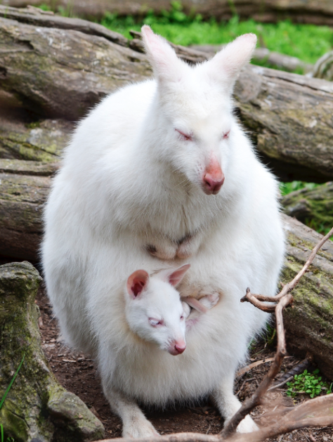 photo kangourou albinos