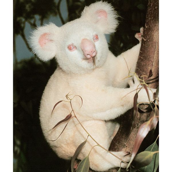 photo koala albinos