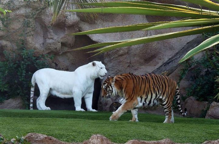 photo tigre albinos