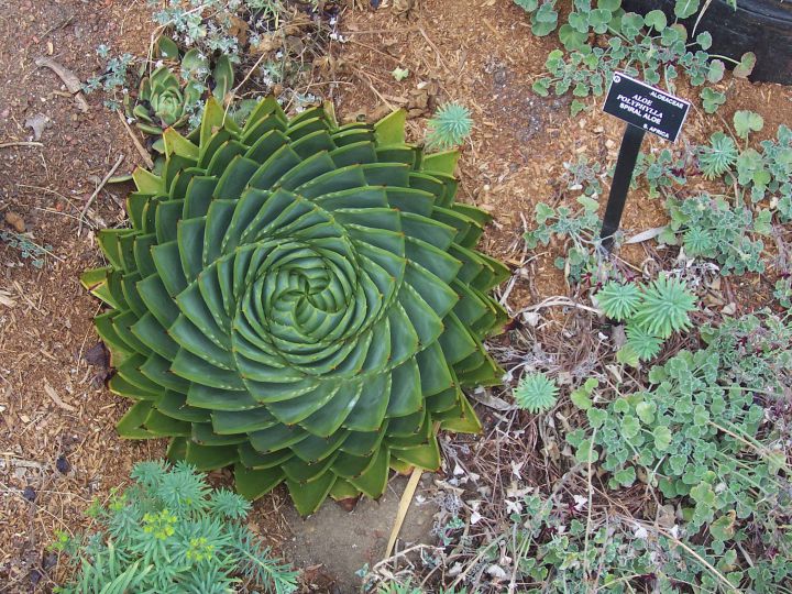 plante spirale