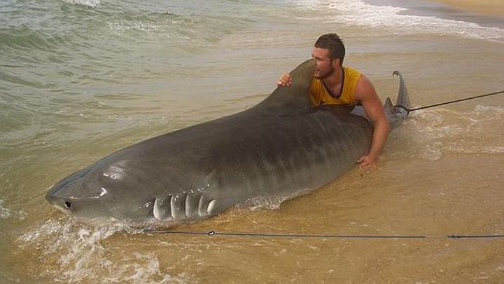 requin tigre peche 3m australie