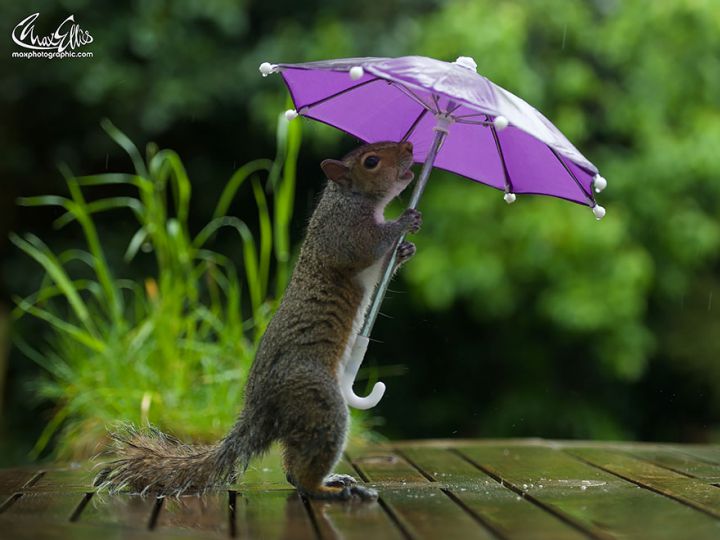 Ecureuil parapluie (1)