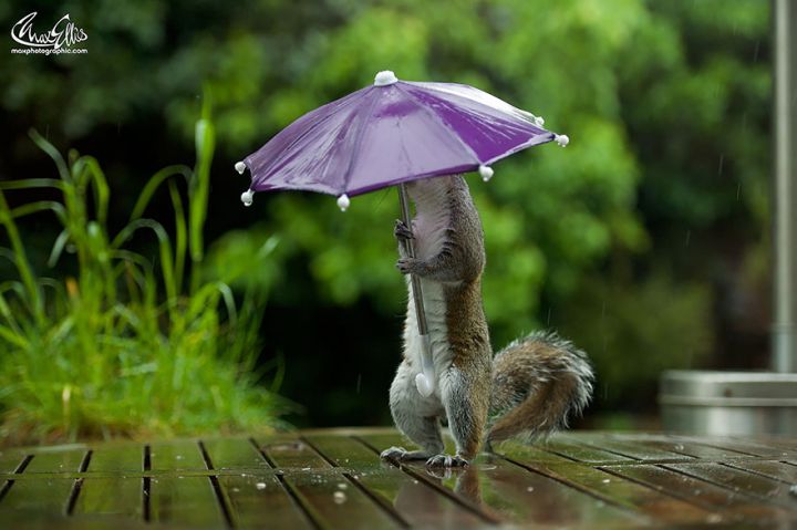 Ecureuil parapluie (3)