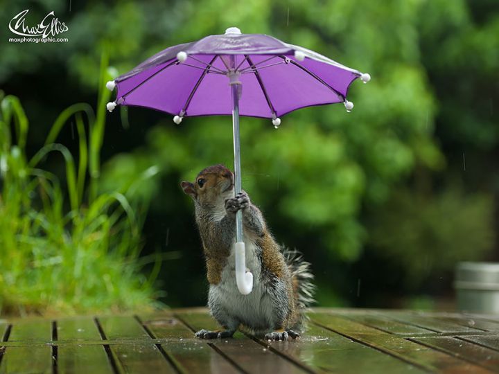 Ecureuil parapluie (4)