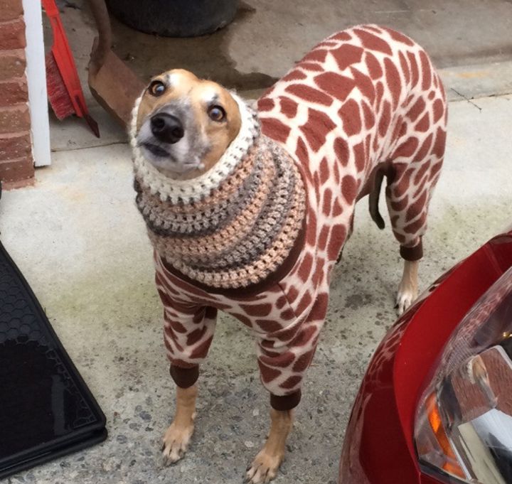 Pyjama chien (10)