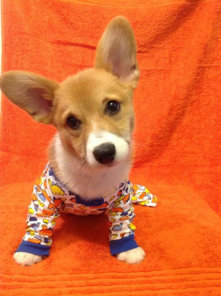 Pyjama chien (13)