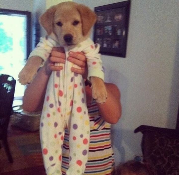 Pyjama chien (14)