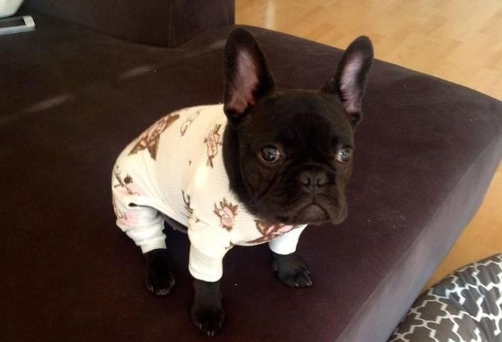 Pyjama chien (15)