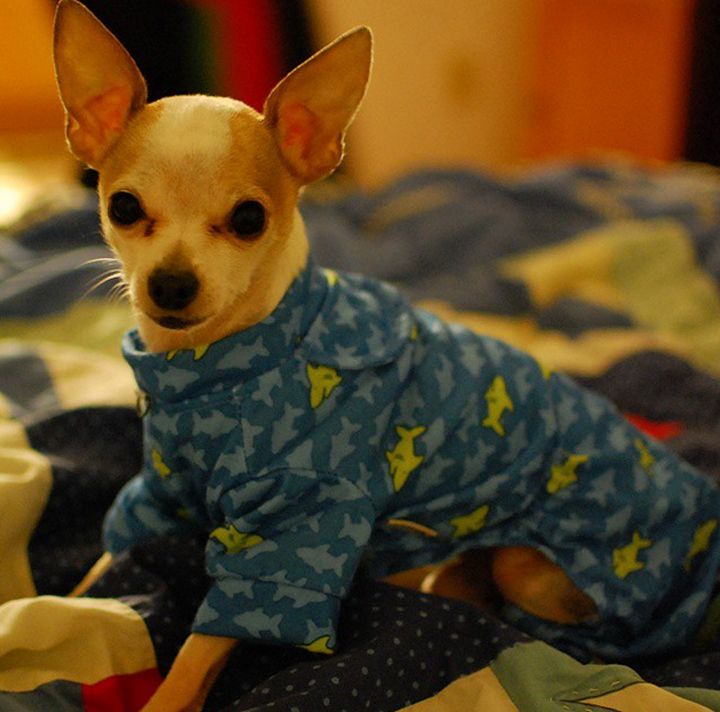 Pyjama chien (16)