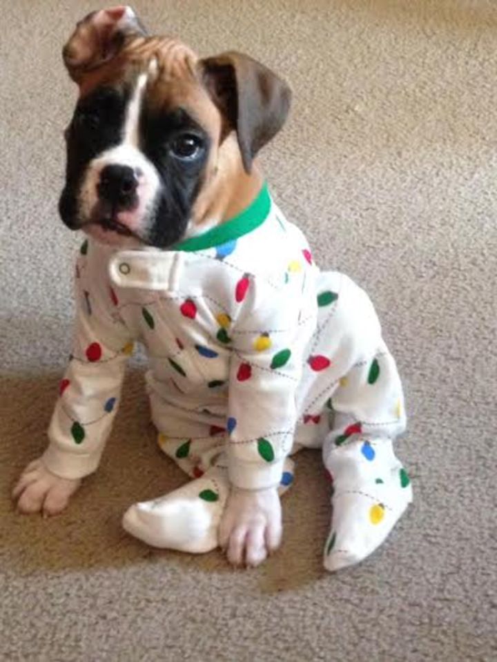 Pyjama chien (17)
