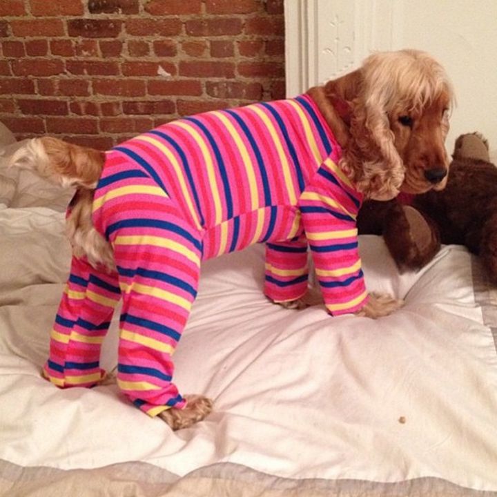 Pyjama chien (19)