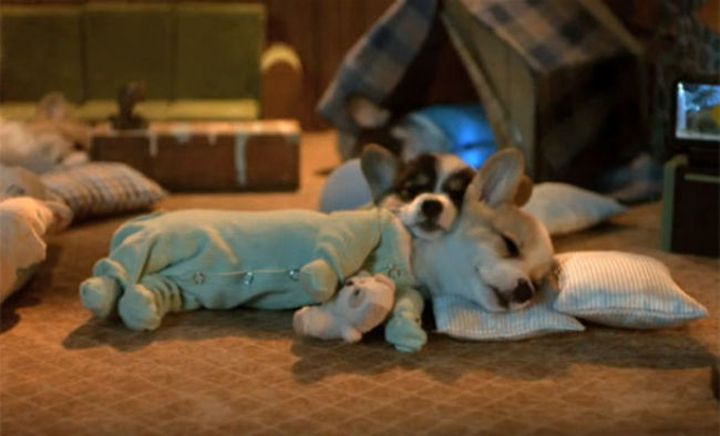 Pyjama chien (21)