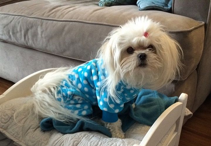 Pyjama chien (23)