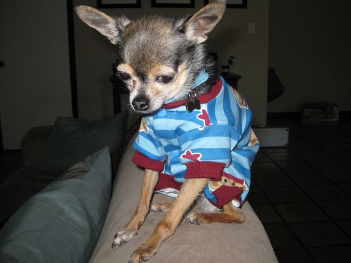 Pyjama chien (24)
