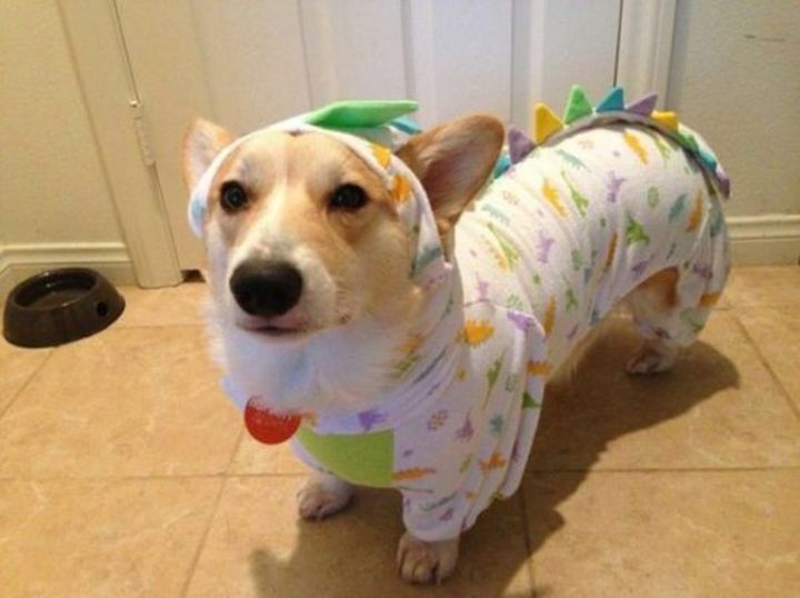 Pyjama chien (3)