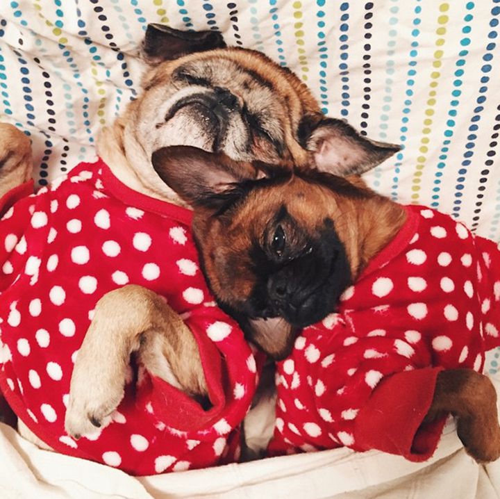Pyjama chien (8)