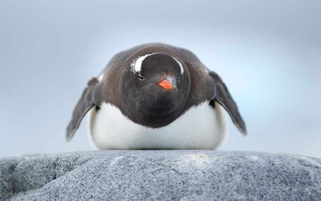 photo pingouin antarctique