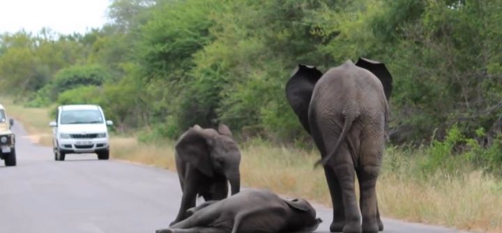 troupeau elephanteau route parc kruger