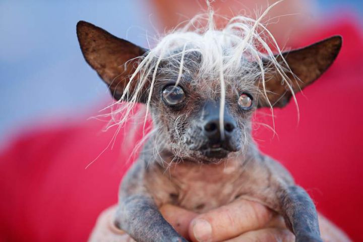 SweePee Rambo, a two-year-old Chihuahua Chinese Crested mix, is seen during the 2014 World's Ugliest Dog contest in Petaluma