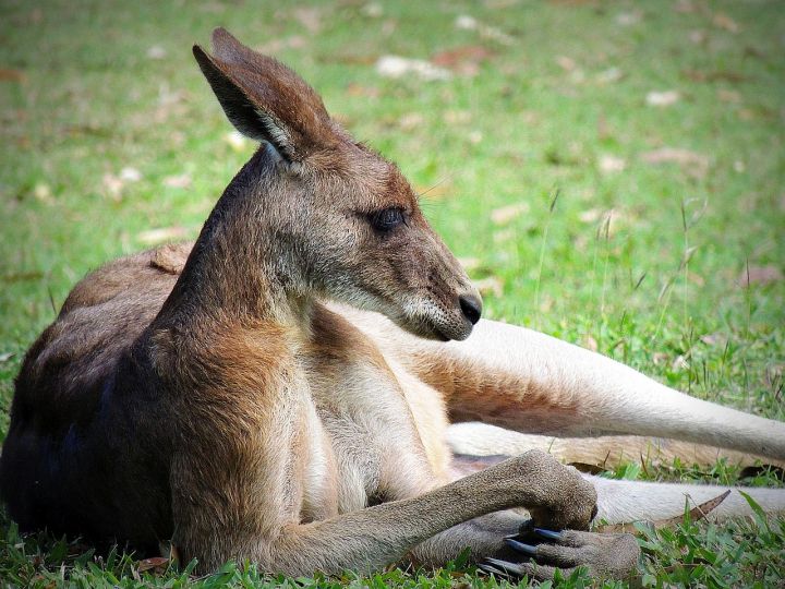 etude insolite photo kangourou gaucher