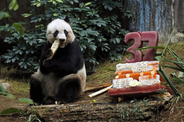 Jia Jia panda plus vieux captivite