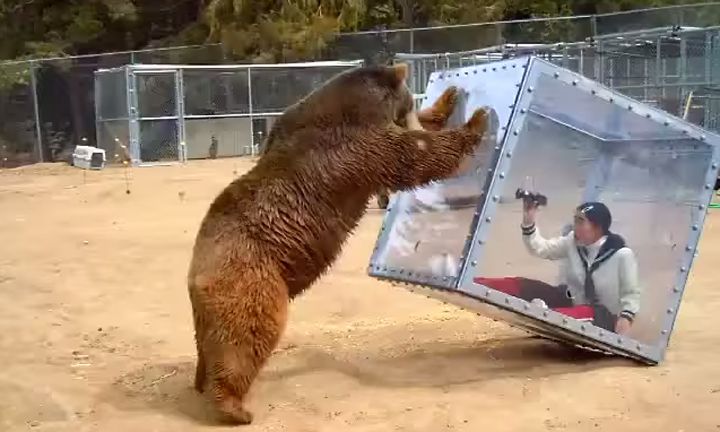 cage protection grizzly