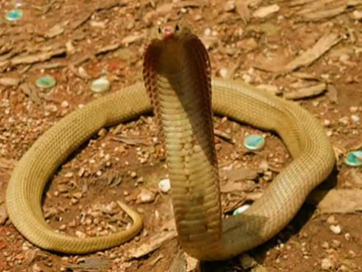 cobra philippines