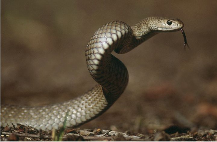 serpent brun australie