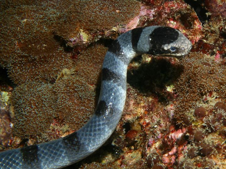 serpent marin belcher