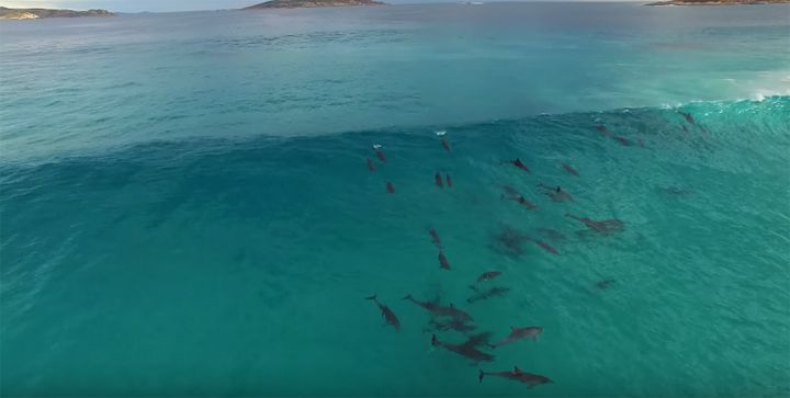 dauphins surf australie
