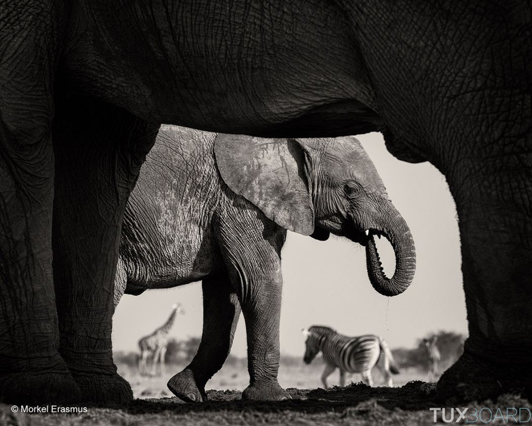 extrait finalistes wildlife photographer 2015 (4)