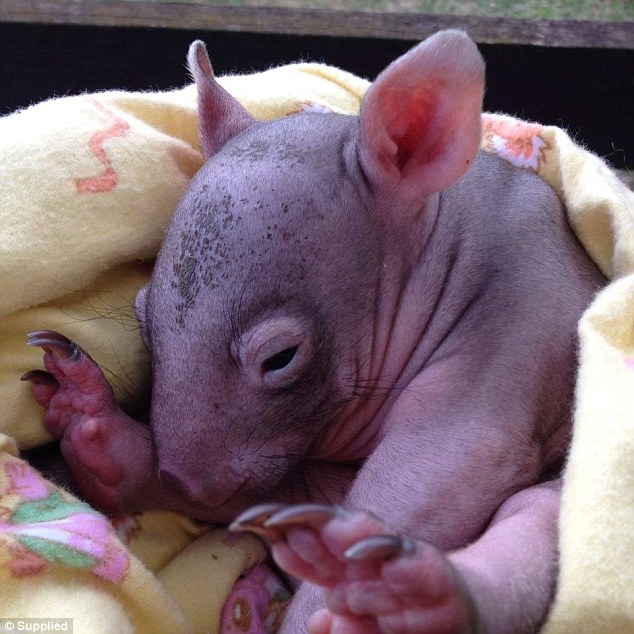 lucky wombat rescape australie massacre