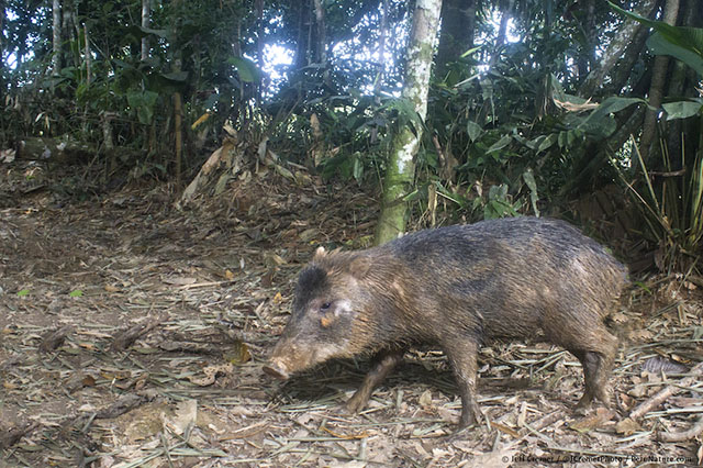 peccari ou cochon sauvage jungle amazonienne