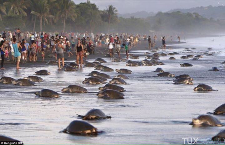 plages bondees toursites tortues Costa Rica