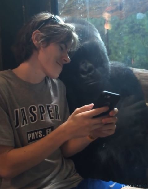 smartphone visiteur zoo gorille