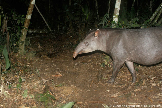 tapir jungle amazonienne