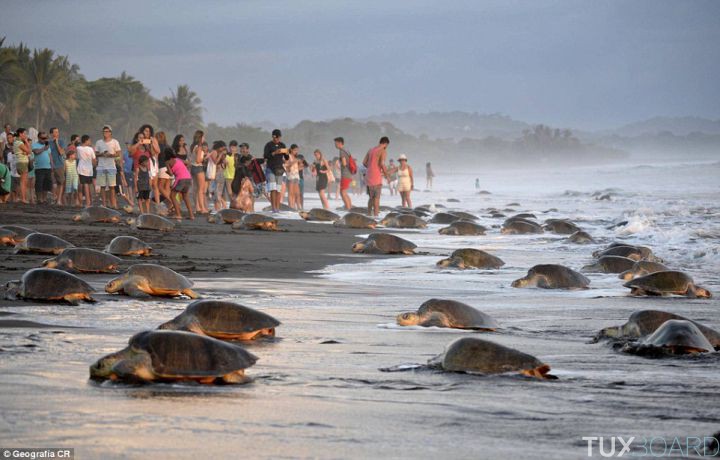 tortues sur les plages Costa Rica