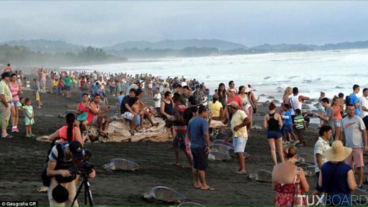 touristes genent tortues Costa Rica