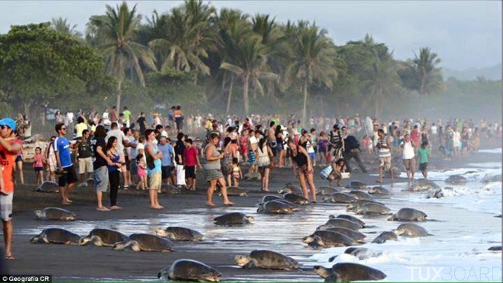 touristes reproduction tortues Costa Rica