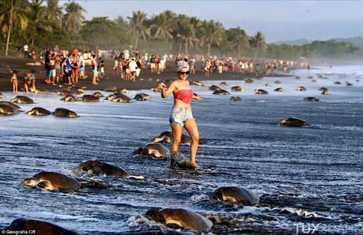 touristes tortues Costa Rica