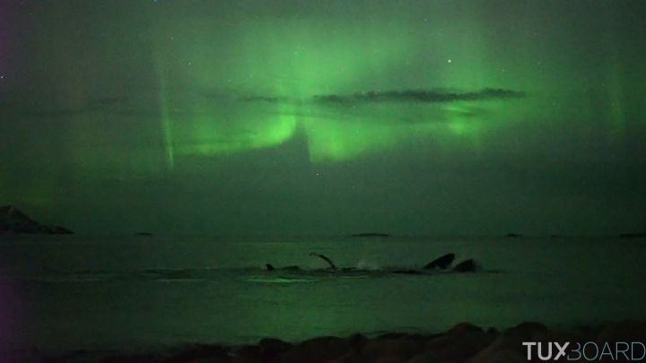 baleines bosse aurores boreales norvege