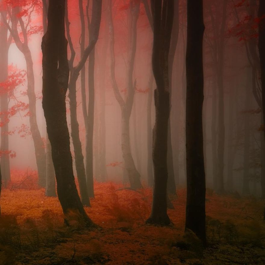 photo beaute automne couleurs rouge 1