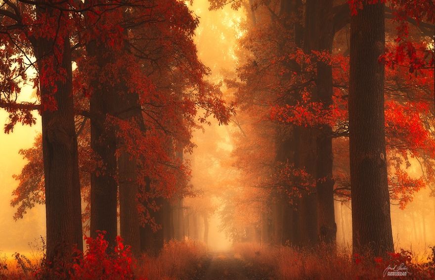photo beaute automne couleurs rouge
