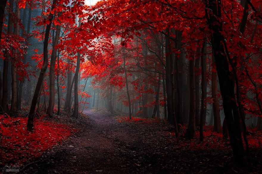 photo beaute automne couleurs rouges 1