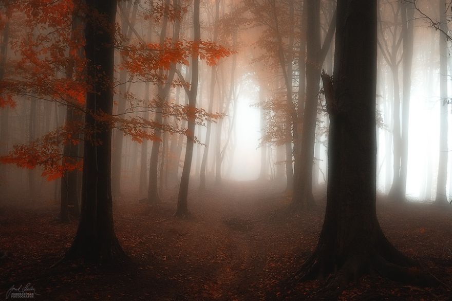 photo beaute automne crepuscule foret 1