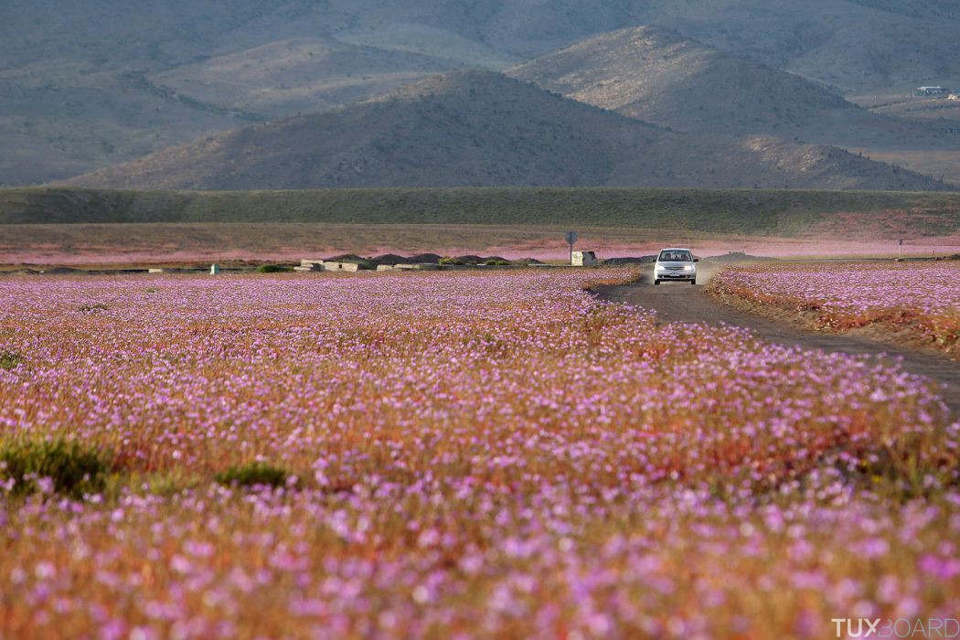 photo fleurs desert datacama chili